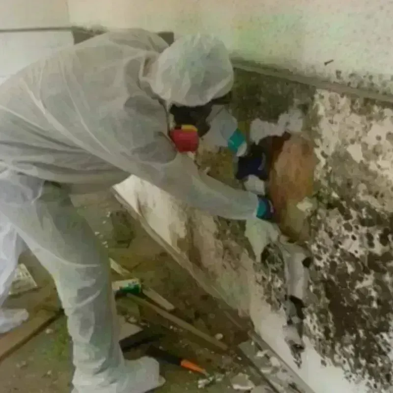 Mold Remediation and Removal in Crisp County, GA